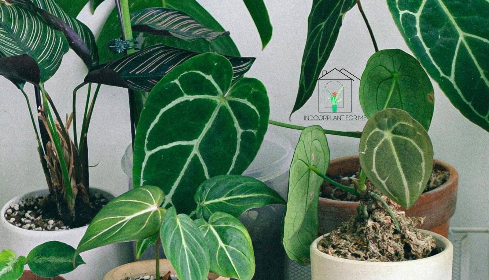 can i fertilizer indoor plants in winter.