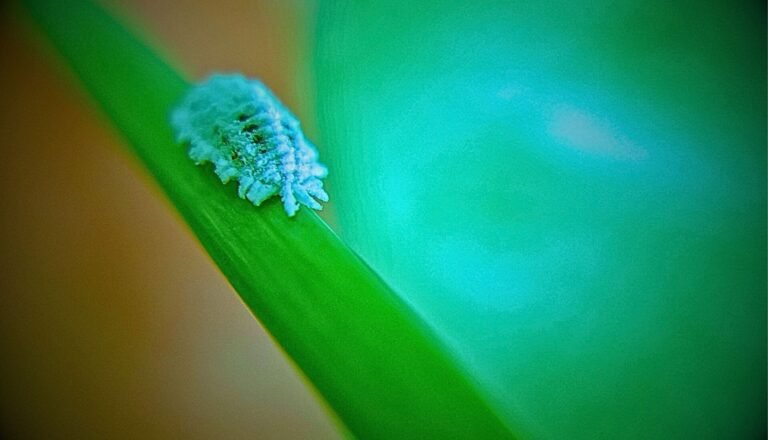 Read more about the article How Do Indoor Plants Get Mealybugs?