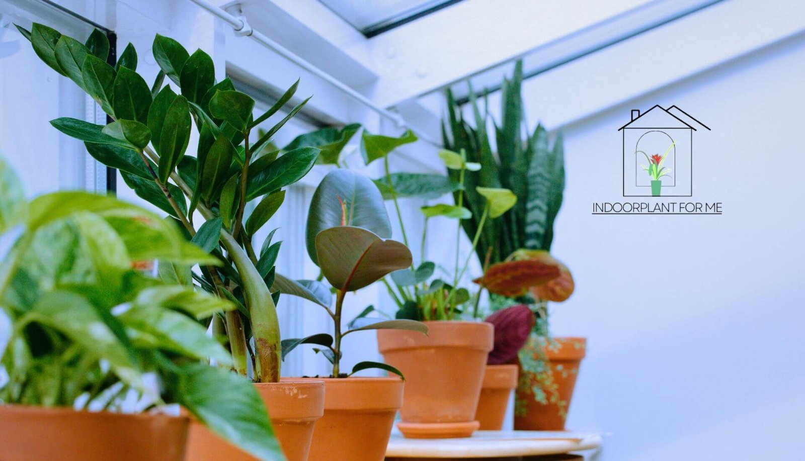 How to identify indoor house plants