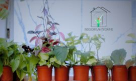 A Beginner’s Guide on How To Keep Indoor Plants Alive
