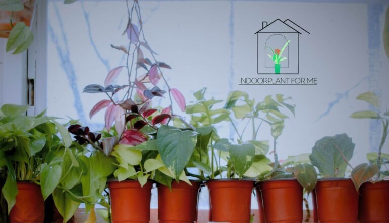 Read more about the article A Beginner’s Guide on How To Keep Indoor Plants Alive