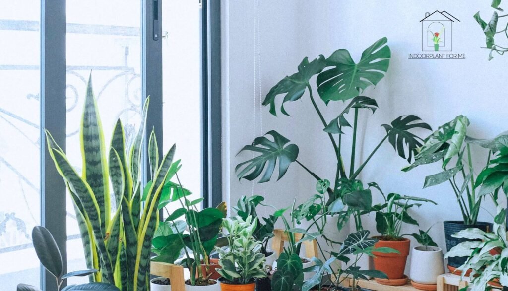 Indoorplantforme.com