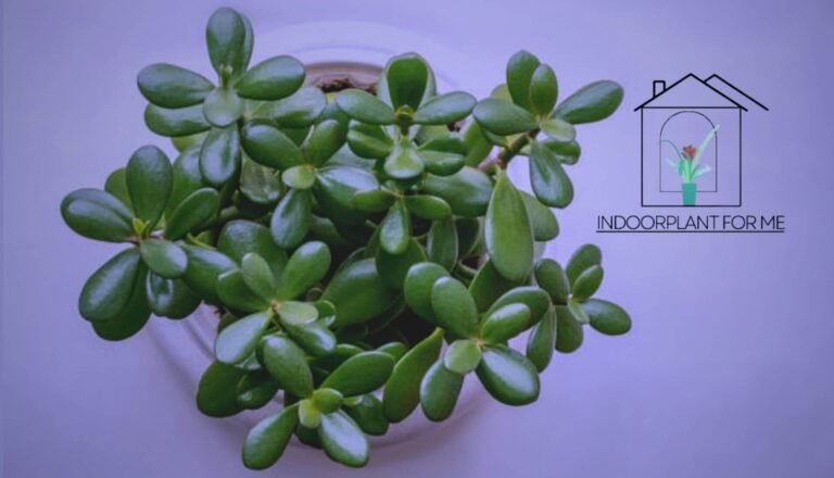 is jade plant a succulent?