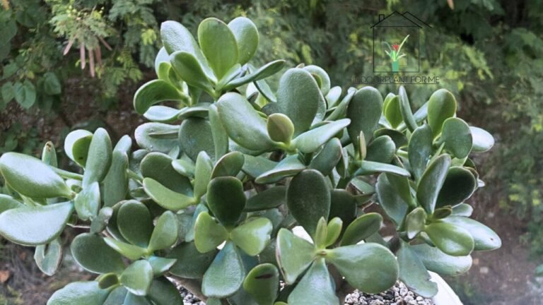 Read more about the article  Do Jade Plants Need Sun