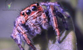 Exploring the Predatory Habits of Jumping Spiders: Do They Feast on Spider Mites?