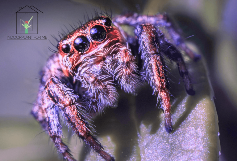 Jumping Spiders