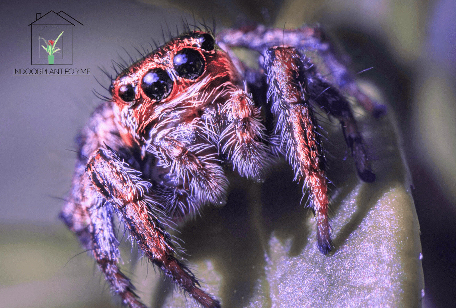 Jumping Spiders