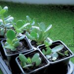 how fast do jade plants grow