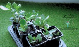 How Fast Do Jade Plants Grow? A Comprehensive Guide