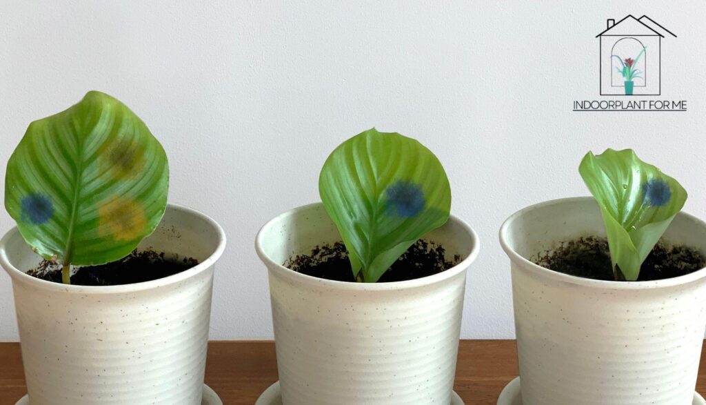 Should I Cut Brown Spots Off Fiddle Leaf Fig: A Complete Guide to Pruning Your Precious Plant