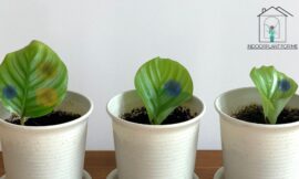 Should I Cut Brown Spots Off Fiddle Leaf Fig: A Complete Guide to Pruning Your Precious Plant