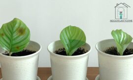 Should I Cut Brown Spots Off Fiddle Leaf Fig: A Complete Guide to Pruning Your Precious Plant