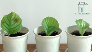 Brown Spots Off Fiddle Leaf Fig