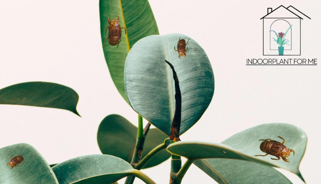 Can You Drown Mealybugs? Effective Strategies  for Pest Control