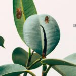 Can You Drown Mealybugs? Effective Strategies  for Pest Control