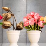 How to Treat Botrytis Blight on Roses: A Comprehensive Guide