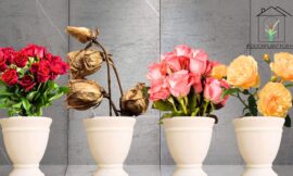 How to Treat Botrytis Blight on Roses: A Comprehensive Guide