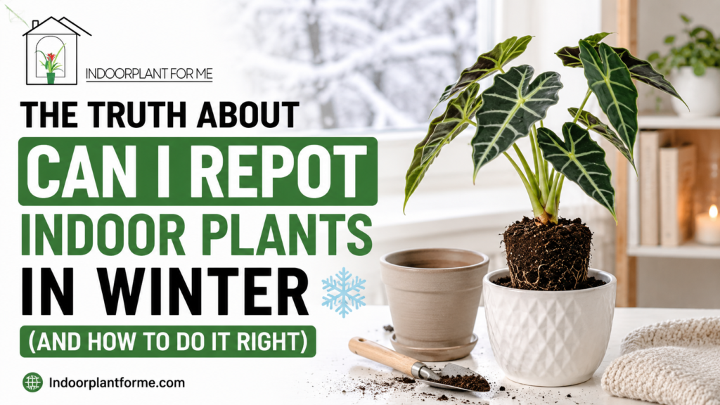 the-truth-about-can-i-repot-indoor-plants-in-winter-and-how-to-do-it-right