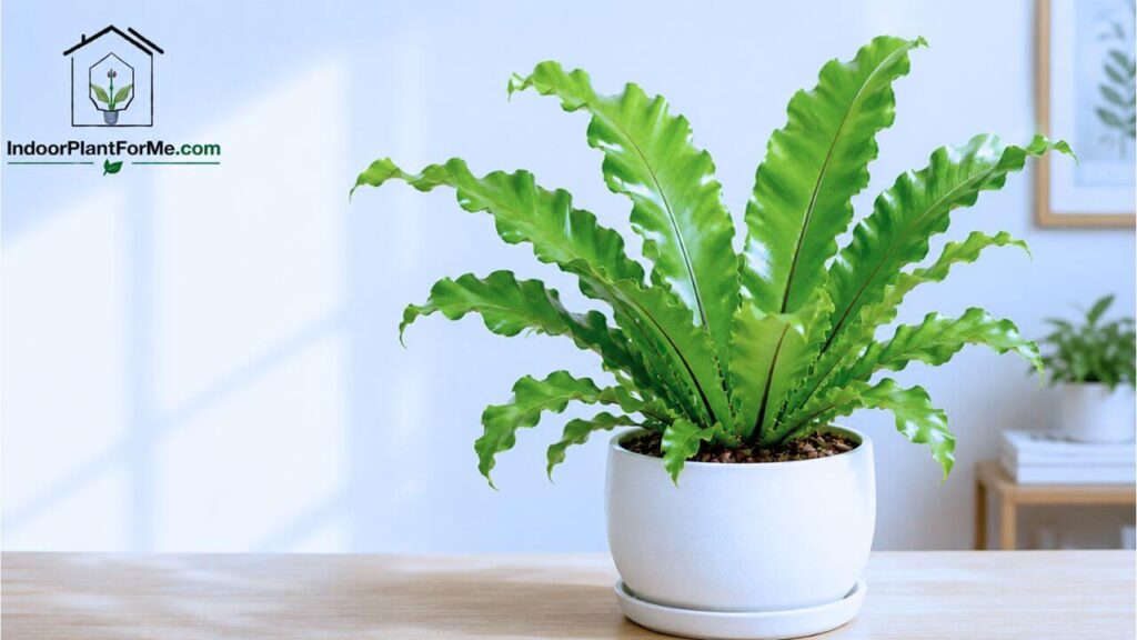 Bird's Nest Fern (Asplenium nidus
15 Best Indoor Plants for Beginners (Easy-Care Houseplants That Are Hard to Kill)