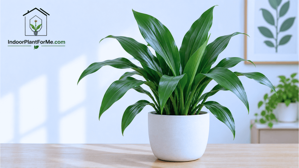 Cast Iron Plant (Aspidistra elatior):15 Best Indoor Plants for Beginners (Easy-Care Houseplants That Are Hard to Kill)