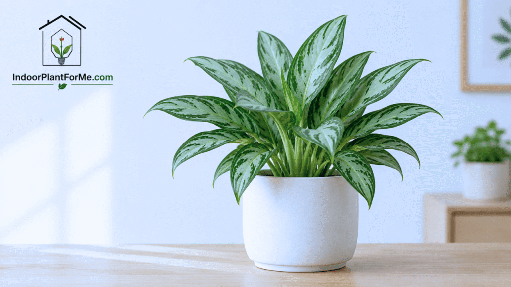 Chinese Evergreen (Aglaonema):15 Best Indoor Plants for Beginners (Easy-Care Houseplants That Are Hard to Kill)