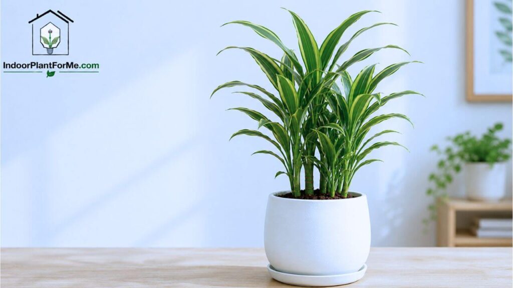 Dracaena:15 Best Indoor Plants for Beginners (Easy-Care Houseplants That Are Hard to Kill)