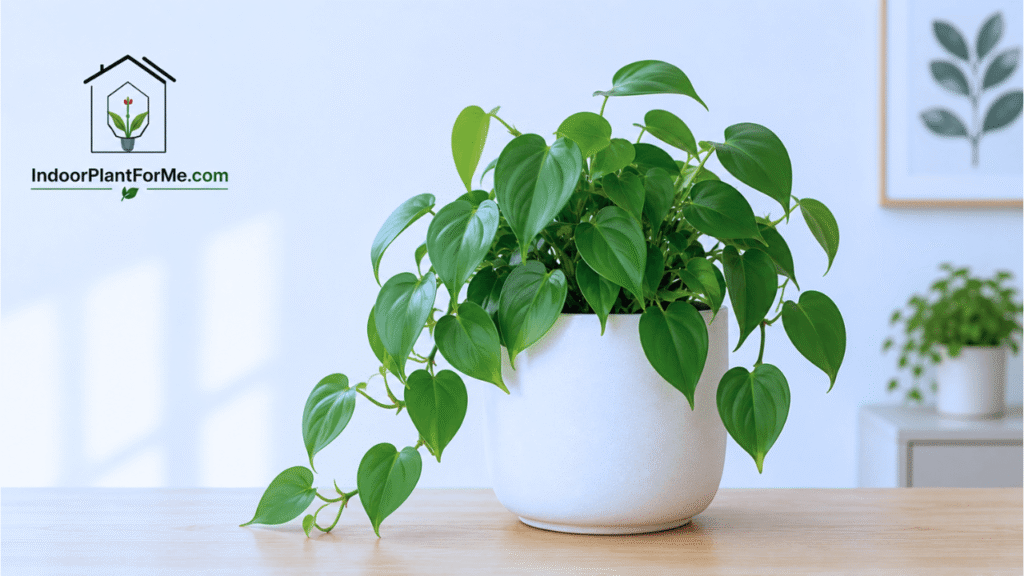 Heartleaf Philodendron:15 Best Indoor Plants for Beginners (Easy-Care Houseplants That Are Hard to Kill)