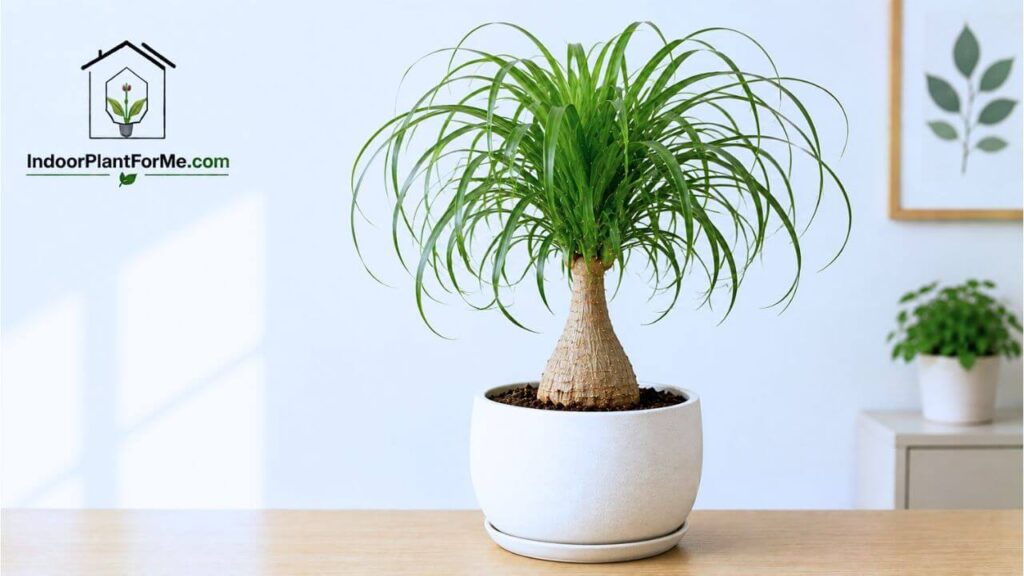 Ponytail Palm (Beaucarnea recurvata)
15 Best Indoor Plants for Beginners (Easy-Care Houseplants That Are Hard to Kill)
